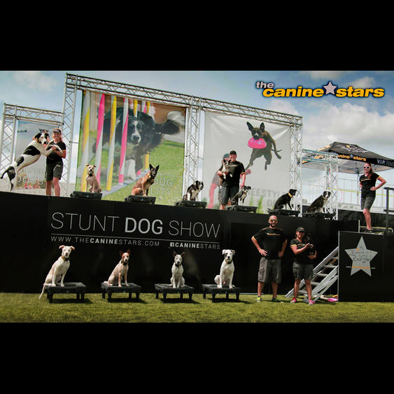 canine stars stunt dog shows