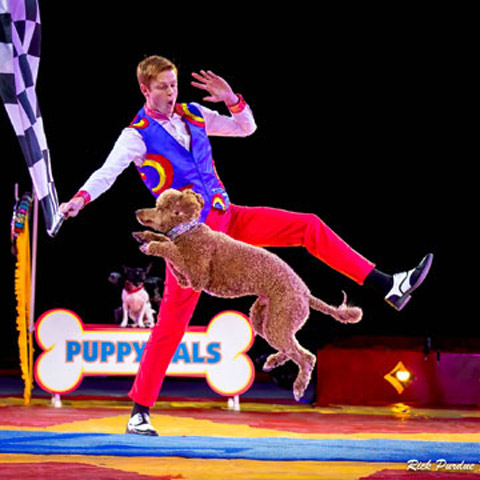 Wesley Williams Puppy Pals Dog Stunt Show