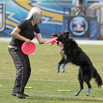 Sky High Canines Dog Sports Act